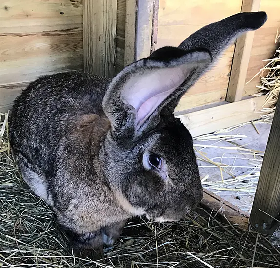 ‘World’s Biggest Rabbit’ Stolen From Home In Worcestershire