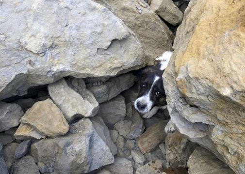Dog Missing For Three Days Rescued After Being Found Trapped Under Rocks