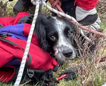 Puppy Rescued After Falling Almost 100 Metres Down Waterfall