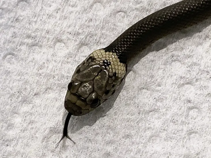 Sydney Man Finds Snake In Lettuce Bought At Supermarket