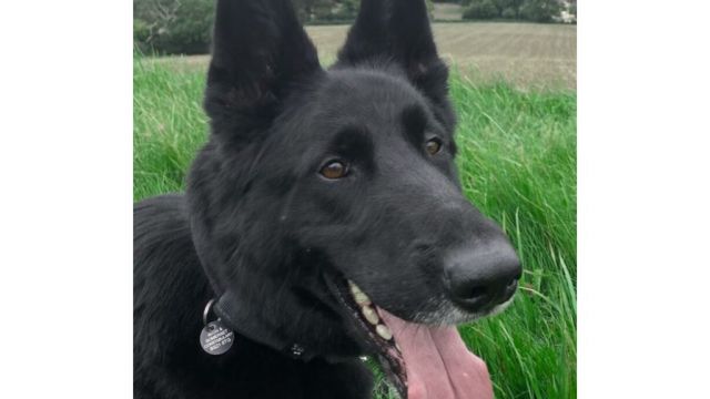 Tributes Paid To ‘Determined’ Police Dog Killed On Duty