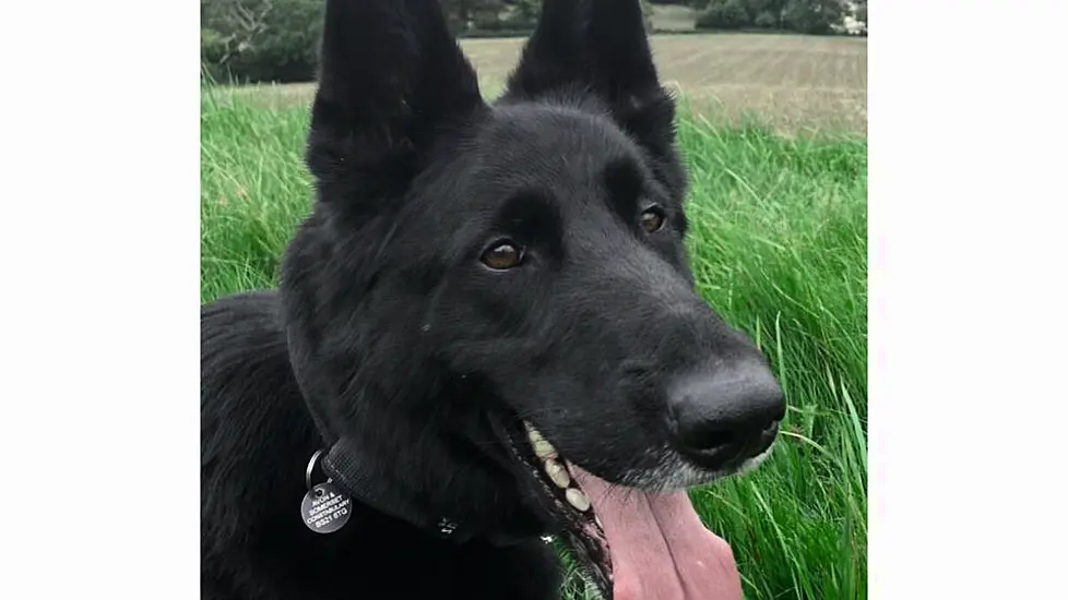 Tributes Paid To ‘Determined’ Police Dog Killed On Duty