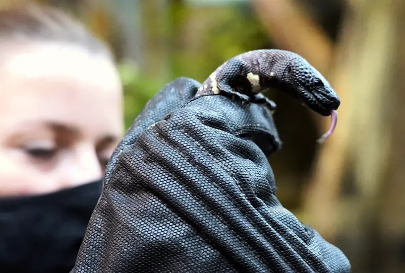 Endangered Venomous Mexican Lizards Hatch At Zoo In Poland