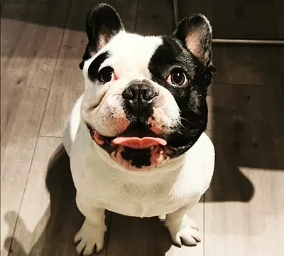 Man Arrested In Connection With Violent Robbery Of Dog