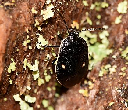 Rare Insect Rediscovered In Scotland After More Than 30 Years