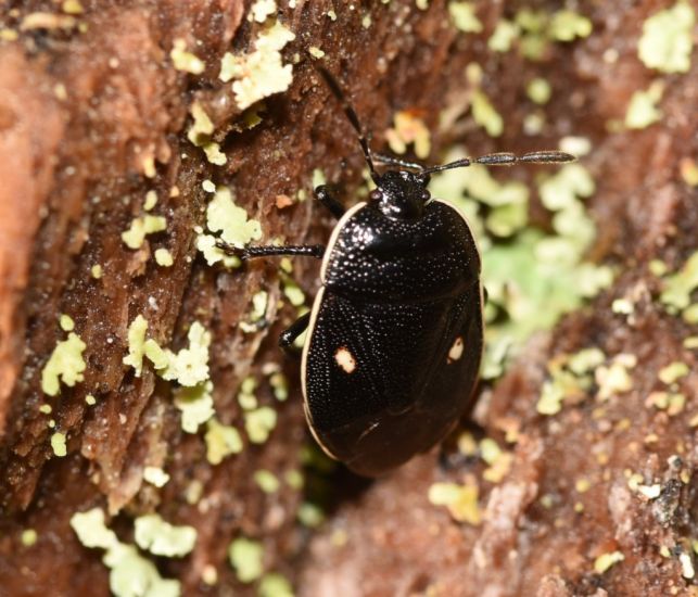 Rare Insect Rediscovered In Scotland After More Than 30 Years