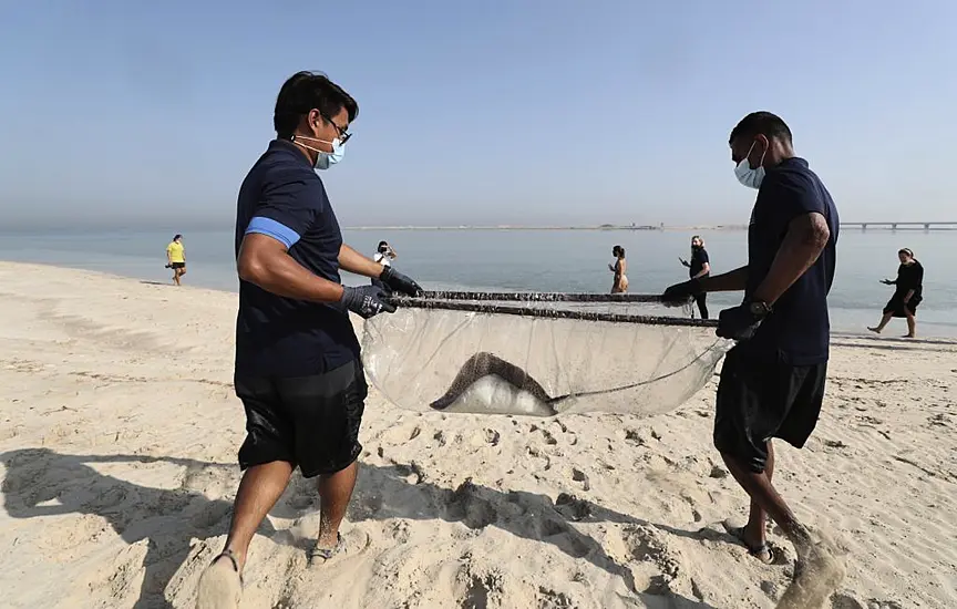 Baby Sharks Bred At Luxury Dubai Hotel’s Aquarium Released Into Persian Gulf