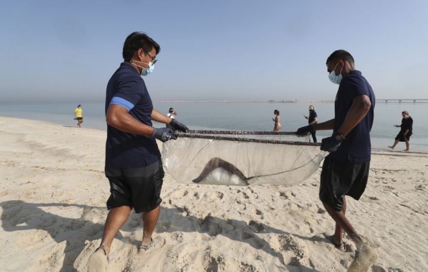 Baby Sharks Bred At Luxury Dubai Hotel’s Aquarium Released Into Persian Gulf