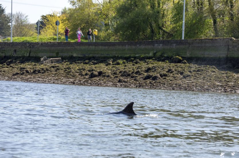 Dolphin Spotted Swimming Up River Boyne In Drogheda