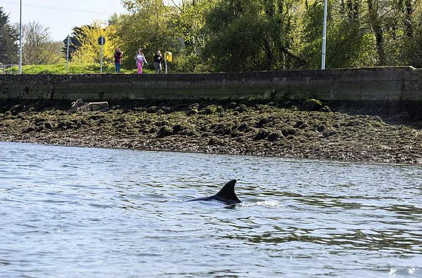 Dolphin Spotted Swimming Up River Boyne In Drogheda