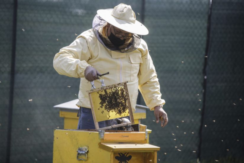 Milan Gets Buzzier With Bees In Designer Hives