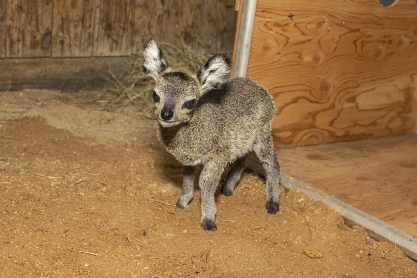 Florida Zoo Welcomes Baby Klipspringer Antelope