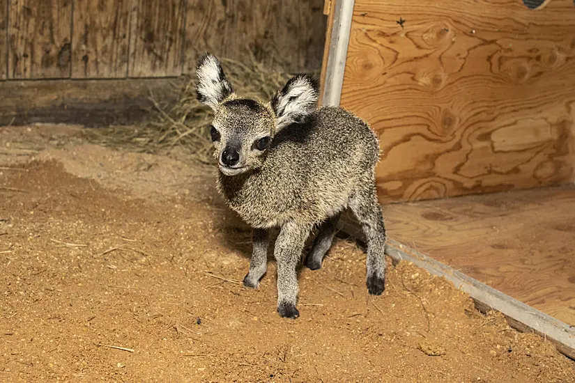 Florida Zoo Welcomes Baby Klipspringer Antelope