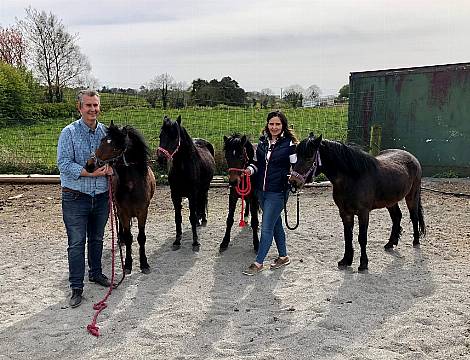 Ponies Held At Belfast Port Over Brexit Paperwork Released Home