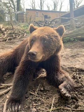 Bear With Toothache Undergoes Dental Treatment