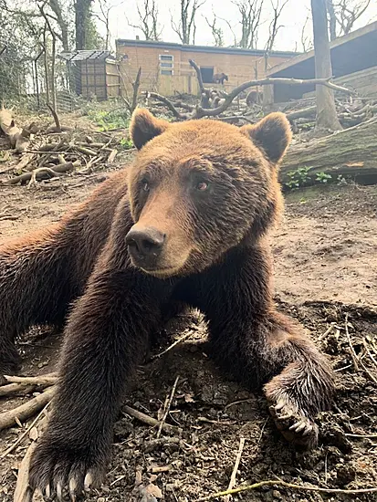 Bear With Toothache Undergoes Dental Treatment