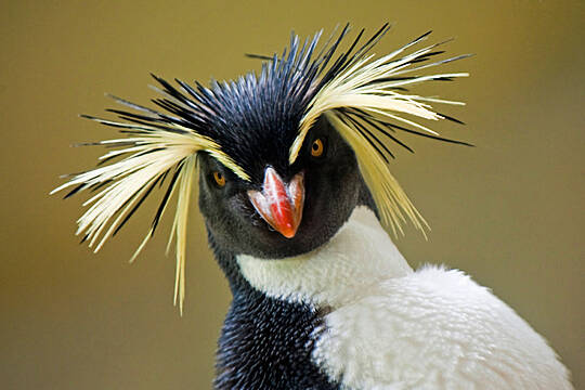 World Penguin Day: 6 Places You’d Never Have Thought You Could See Them