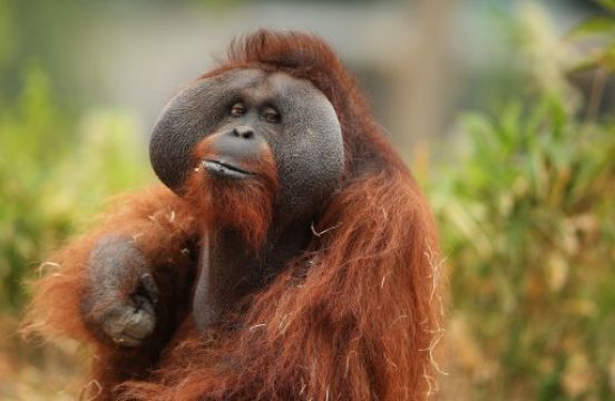 Dublin Zoo Preparing For Monday Reopening