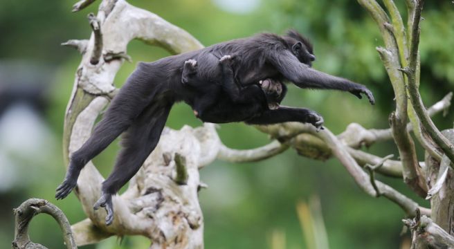 Monkeys Remind Micheál Martin Of Politicians During Dublin Zoo Visit