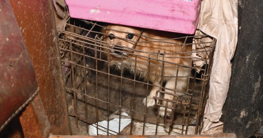 Animal Charity Appeals For Donations After 140 Animals Seized By Gardaí