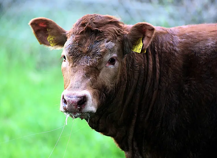 Commute Turns Into Zoo Trip As Alligator And Cow Delay Traffic