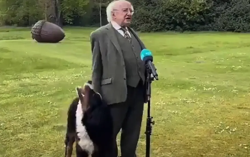 President Higgins' Puppy Goes Viral As He Tries To Get Owner's Attention During Interview