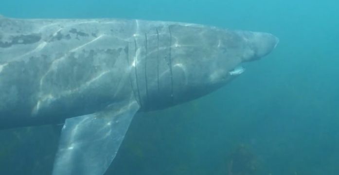 Researchers Tag Basking Sharks To Learn More About 'Ireland’s Gentle Giants'