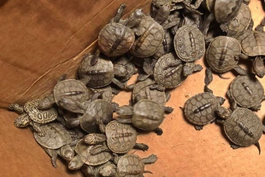 More Than 800 Turtles Rescued From Storm Drains