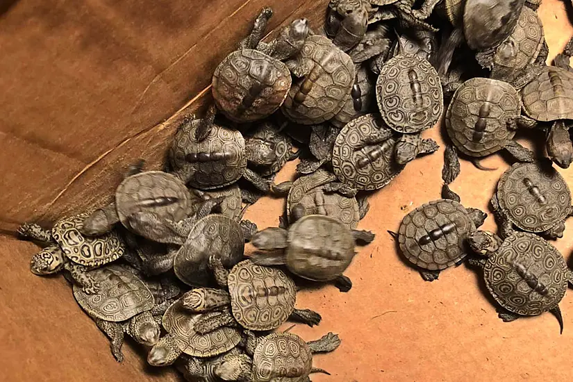 More Than 800 Turtles Rescued From Storm Drains