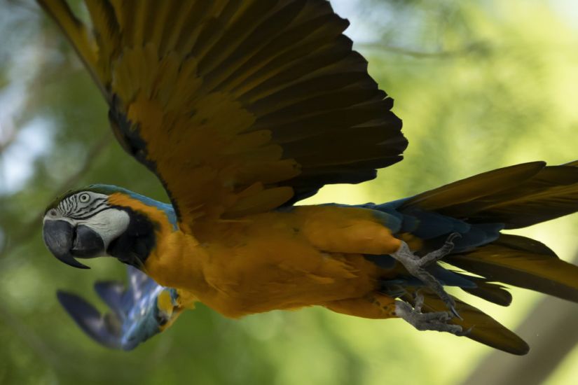 Last Wild Macaw In Rio Searches For Love At The City’s Zoo