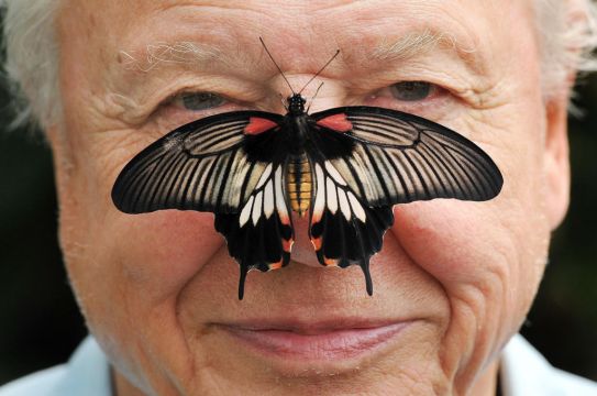 David Attenborough: Images From His Life As He Turns 95