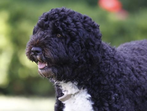 Barack Obama Shares News Of White House Dog Bo’s Passing