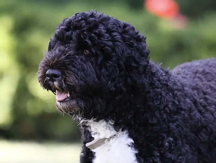 Barack Obama Shares News Of White House Dog Bo’s Passing