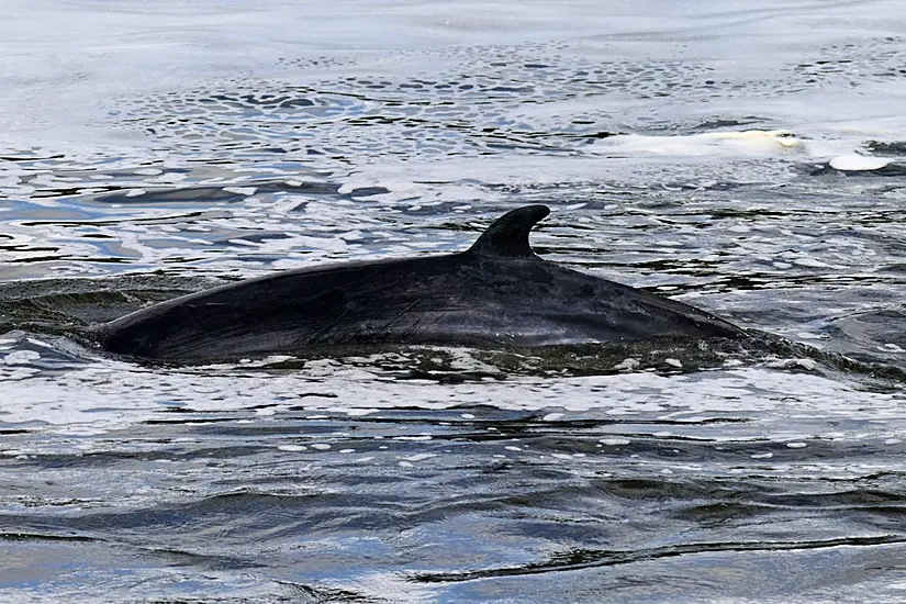 Stranded Minke Whale Put Down After Getting Stuck In River Thames