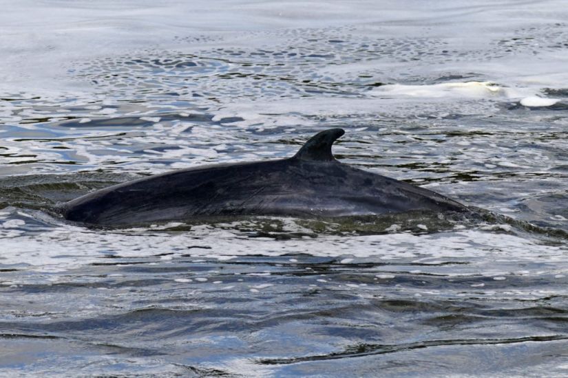 Stranded Minke Whale Put Down After Getting Stuck In River Thames