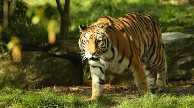 Police Seek Murder Accused After His Tiger Found Wandering In Houston