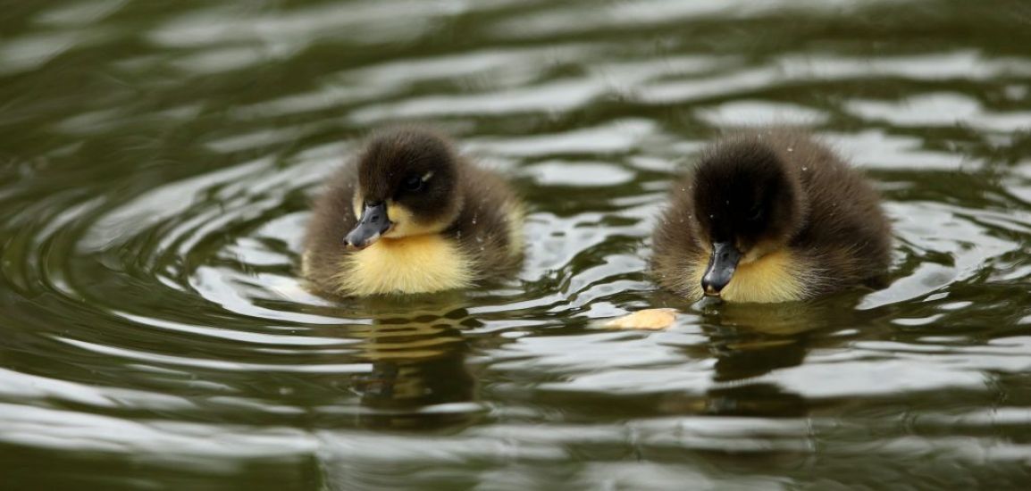 Public Urged Not To Buy Ducklings Amid Social Media Trend