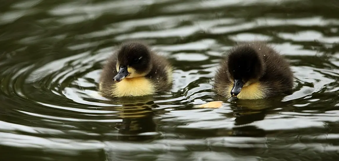 Public Urged Not To Buy Ducklings Amid Social Media Trend