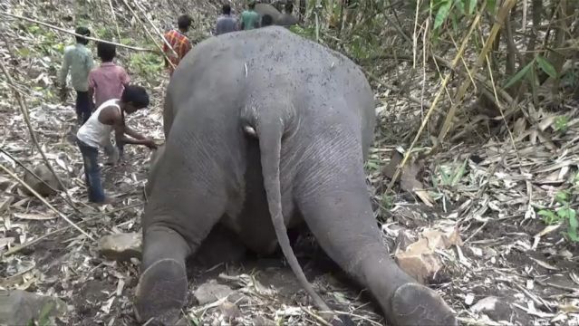 18 Asiatic Elephants Killed In Suspected Lightning Strike
