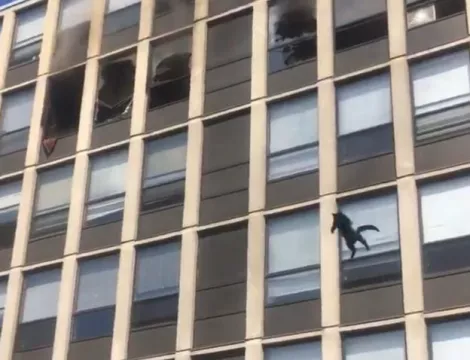 Cat Wows Onlookers By Jumping From Burning Multi-Storey Building