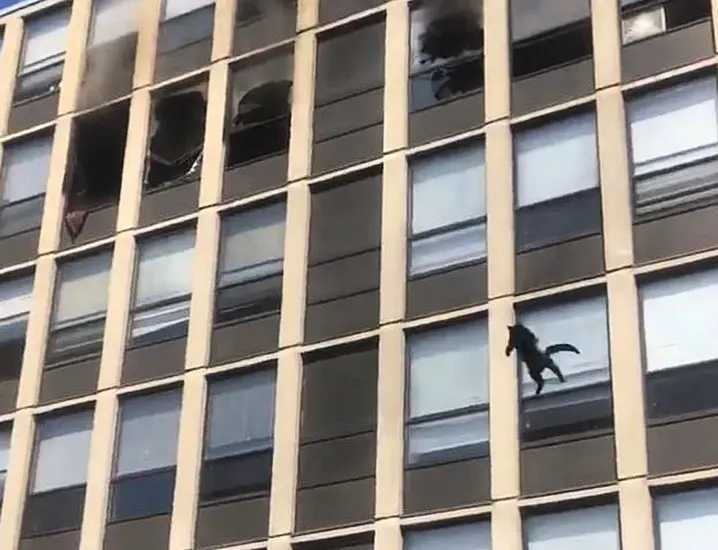 Cat Wows Onlookers By Jumping From Burning Multi-Storey Building