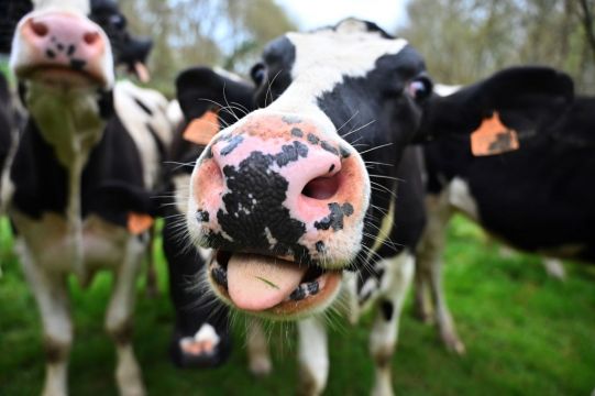 An Taisce's Latest Challenge To Glanbia Cheese Plant To Be Heard Next Month