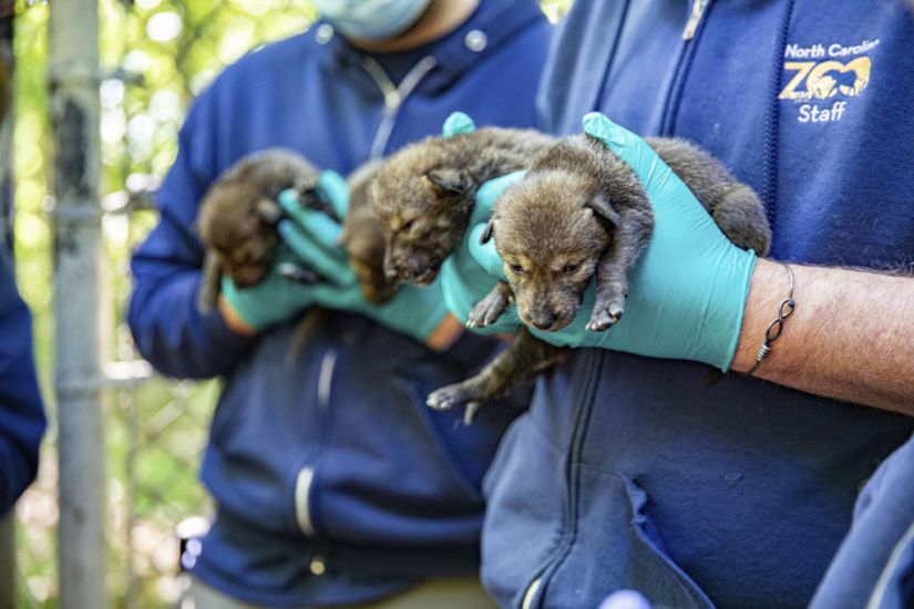 Endangered Red Wolves Born At Us Zoo