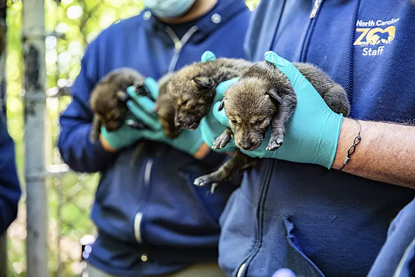 Endangered Red Wolves Born At Us Zoo