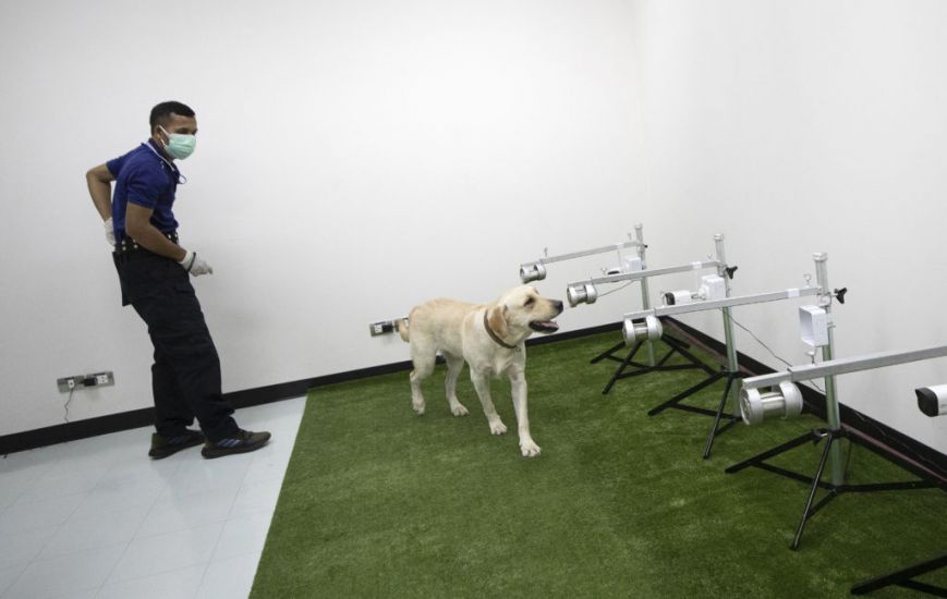 Thailand Calls In Canine Squad To Sniff Out Coronavirus Cases