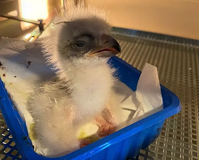 Louth Falconry School Welcomes Golden Eagle Chick