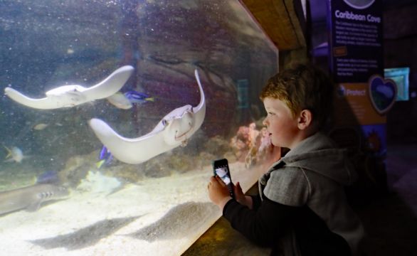 Aquarium Inhabitants Boosted By Return Of Visitors, Director Says