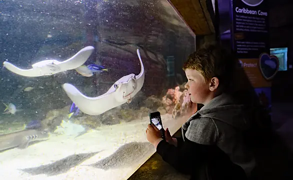 Aquarium Inhabitants Boosted By Return Of Visitors, Director Says