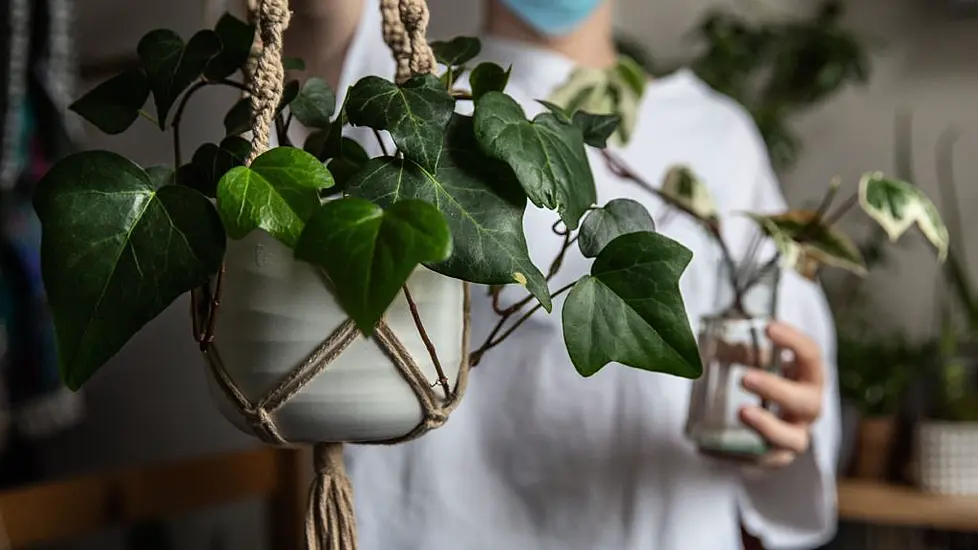 Should You Play Music To Your Plants? It Turns Out There May Be Benefits