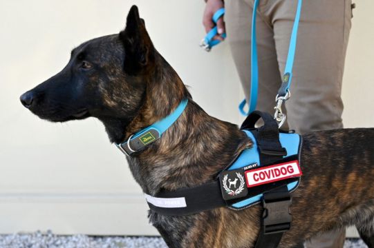 Trained On Smelly Socks, Medical Detection Dogs Able To Sniff Out Covid